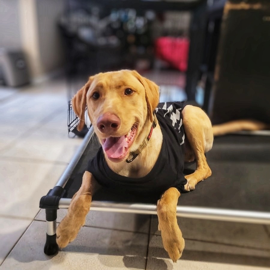PAWServiceDogs's tweet photo. You know it's been cold in Florida when even the dogs are happy to wear sweaters! #BabyItsColdOutside #Winter #ServiceDog https://t.co/dkkFbpH7l5
