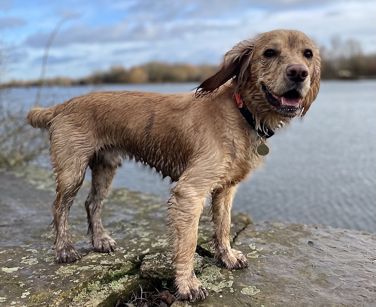 OllyWCS's tweet image. If at first you don’t succeed, go for a run in a local country park, get down and dirty and laugh at daddy knowing you’re getting in the car like this 😂😂. #dirtydog #colwickpark #sorrynotsorry