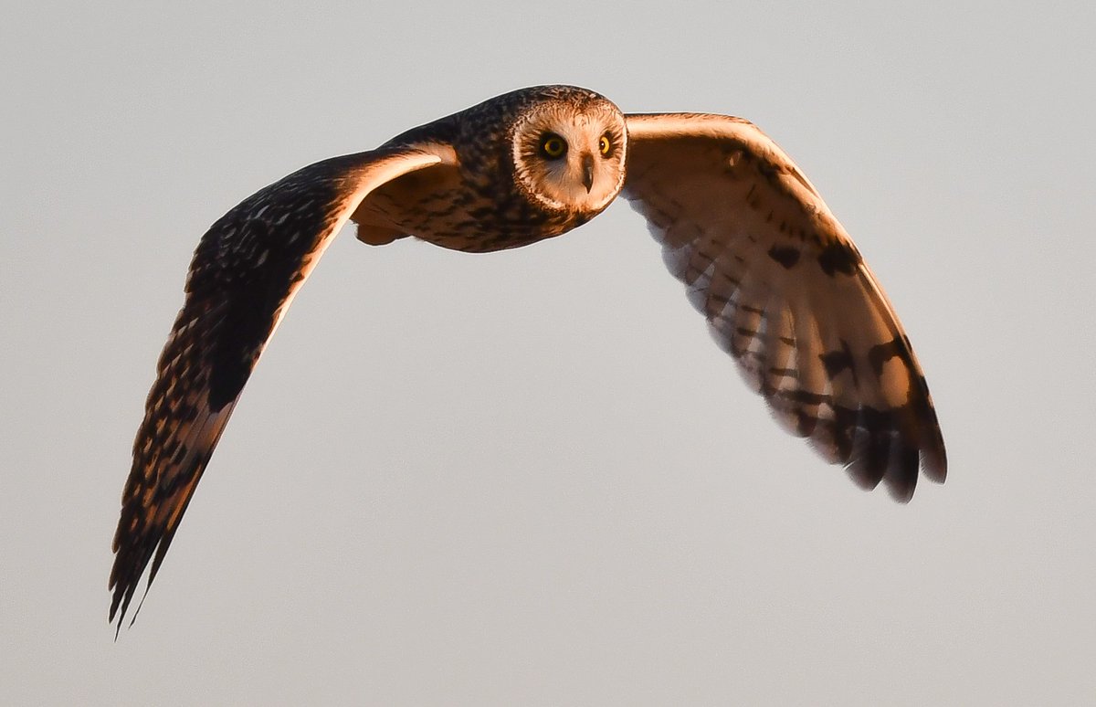 ohiodnr's tweet photo. Winter Birding Opportunities Abound in Ohio 🐦🦅🦆🦢🦉
https://t.co/BHyDytbFdW
@OhioDivWildlife @OhioFindItHere 
#WildOhio #Birding #Lifelist #ODNRWinter #OptOutside https://t.co/AVvfy3Or2Z