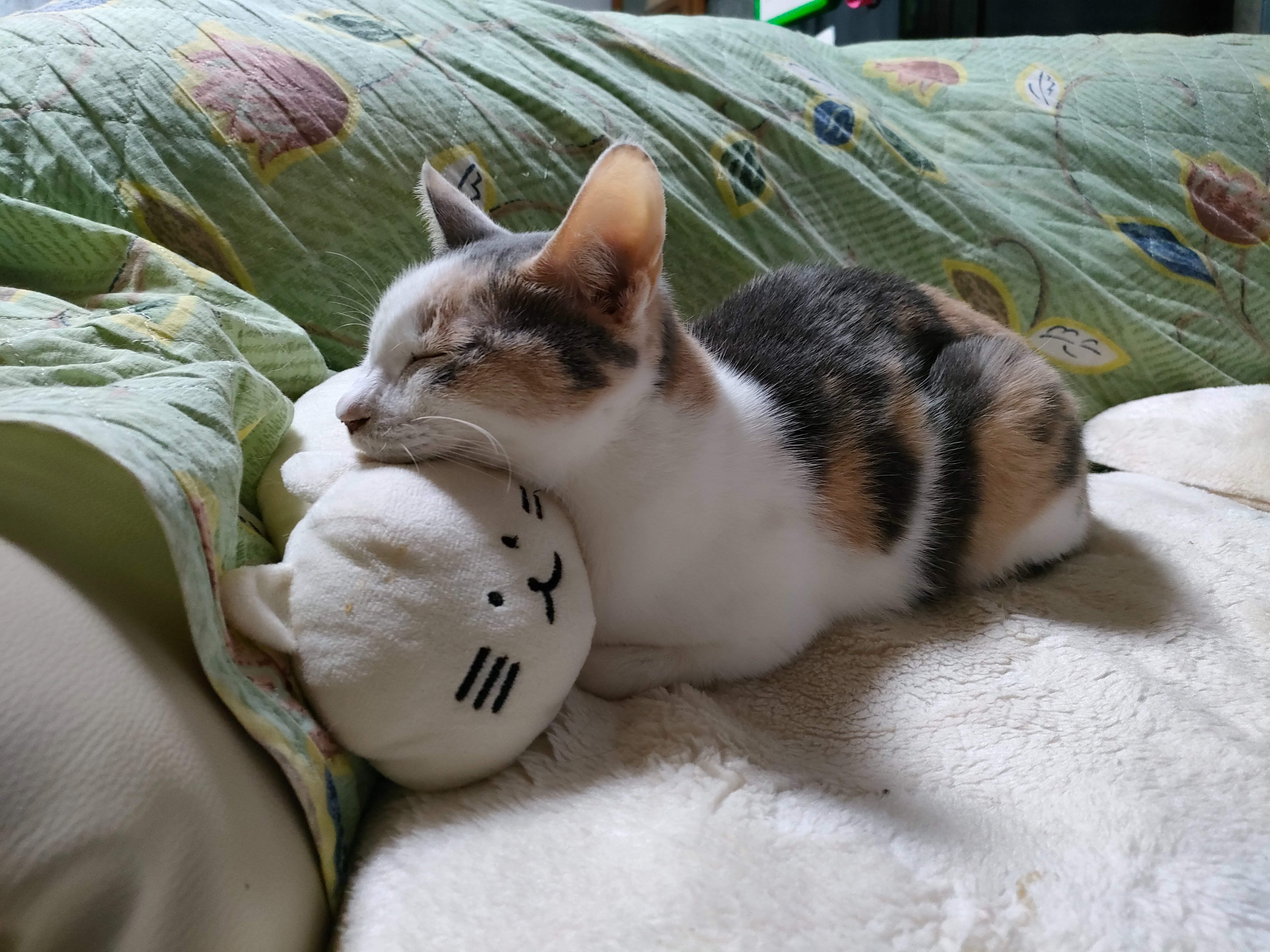 困り顔の猫 Twitter Search Twitter