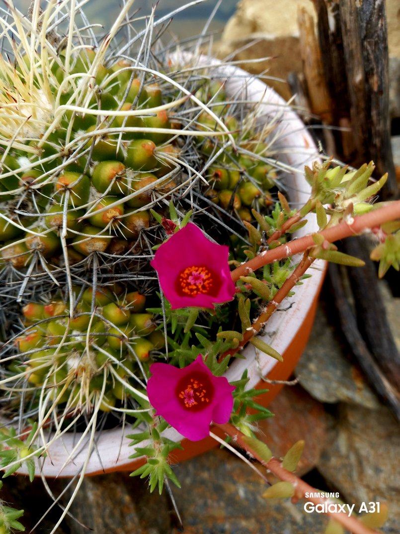 A31Photography's tweet photo. Solo shot, #Cactus #Mobilephotography #samsung #Backyardphotography #Nature #MobileOnly #GalaxyA31 #Icapturenature #Flower #SamsungA31 #Picsart #Naturephotography #Rain #LateAfternoon https://t.co/fd5U3iN7en