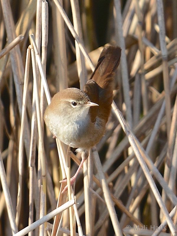 MaliHalls's tweet photo. #Cetti’s #Warbler…#TwitterNatureCommunity…#BirdsOfTwitter https://t.co/aVxpSxxr4U
