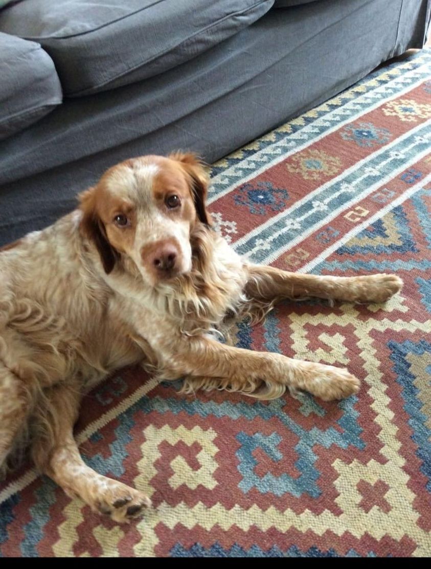 The_Animal_Team's tweet photo. #BrittanySpaniel #missing on a walk in the fields behind the #TescoMetro on #HastingsRoad in #Battle #TN33 area, #EastSussex on 26/12/22. French Chip. Sighted in #Robertsbridge near #CrippsCorner Garage on 27/12. https://t.co/HT6x13sDUJ #MissingDog #NervousDog #dogsoftwitter https://t.co/DX6fjUq2xs