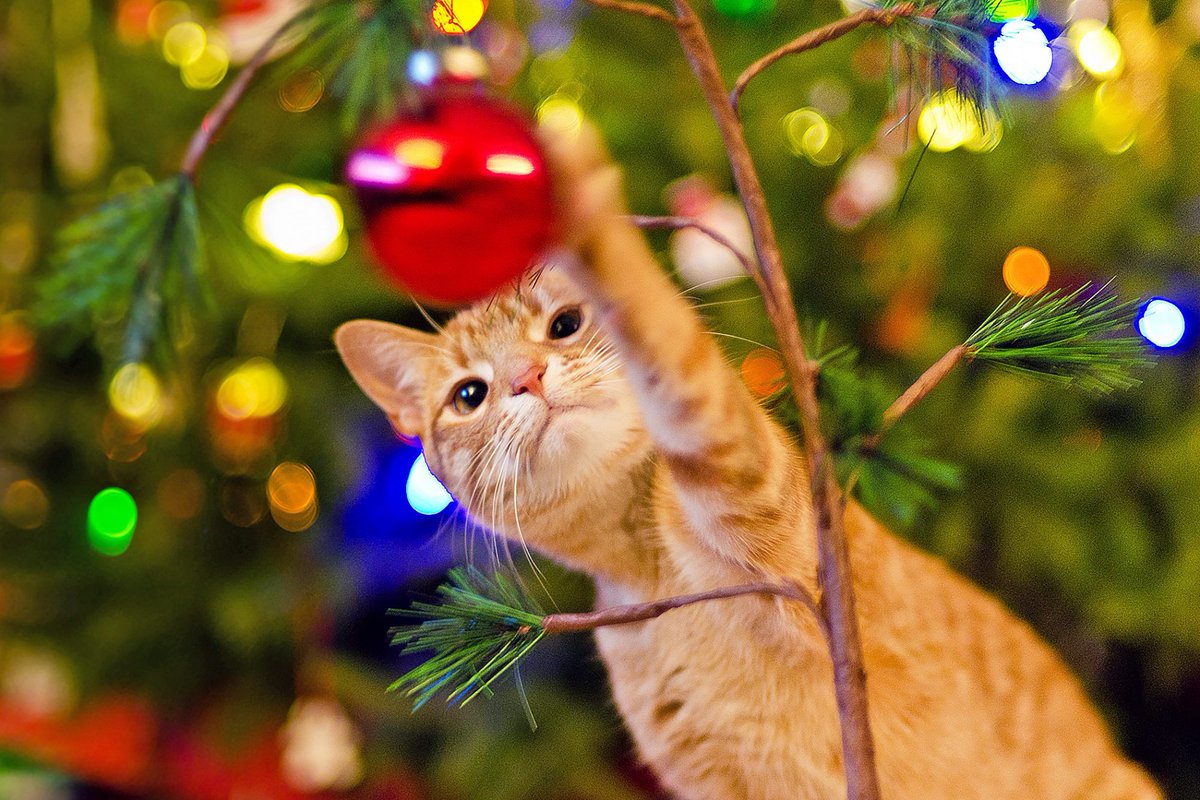 #feluiztarde #cats #cat #funnycat #caturday #buenastardes #CatsOnTwitter #CatsOfTwitter #wonderfulcat #playing #handball #balonmano #pets #pet #xmasdecor #decoration #xmastree #balls #redball #gatito #kitten #funnykitten #catslovers