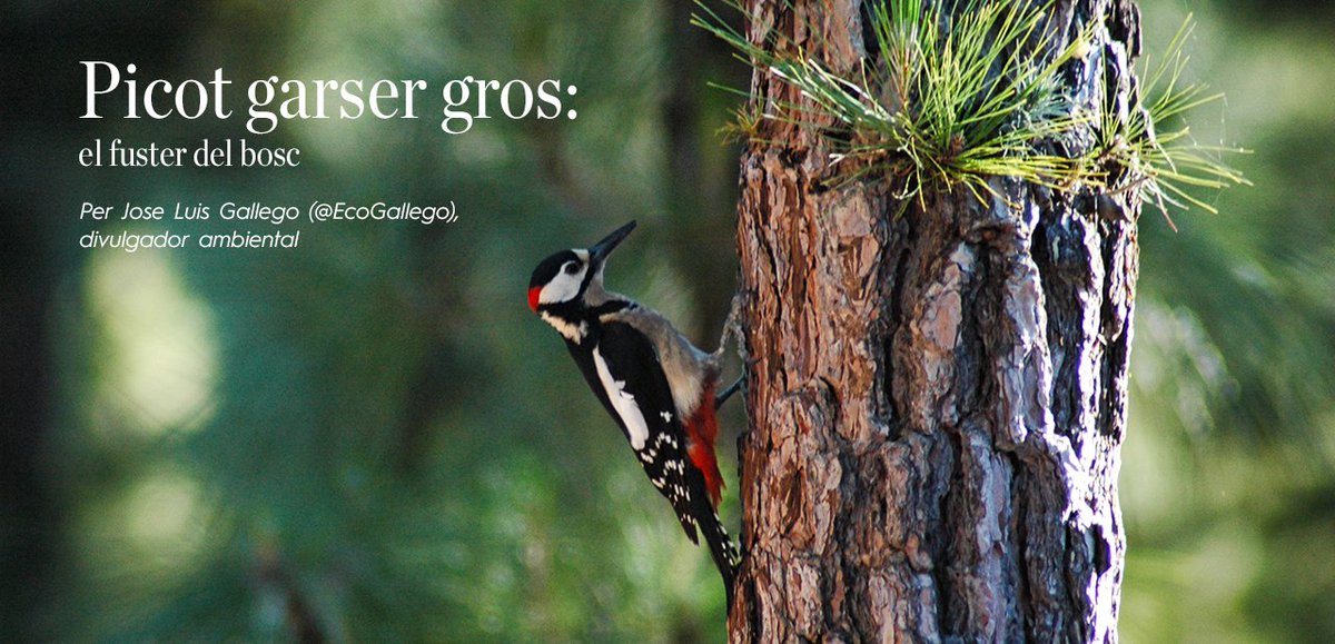 [Picot #graser gros: el fuster del #bosc] Per <a href="/ecogallego/">Jose Luis Gallego</a>, divulgador #ambiental: torres.es/ca/blog/planet…