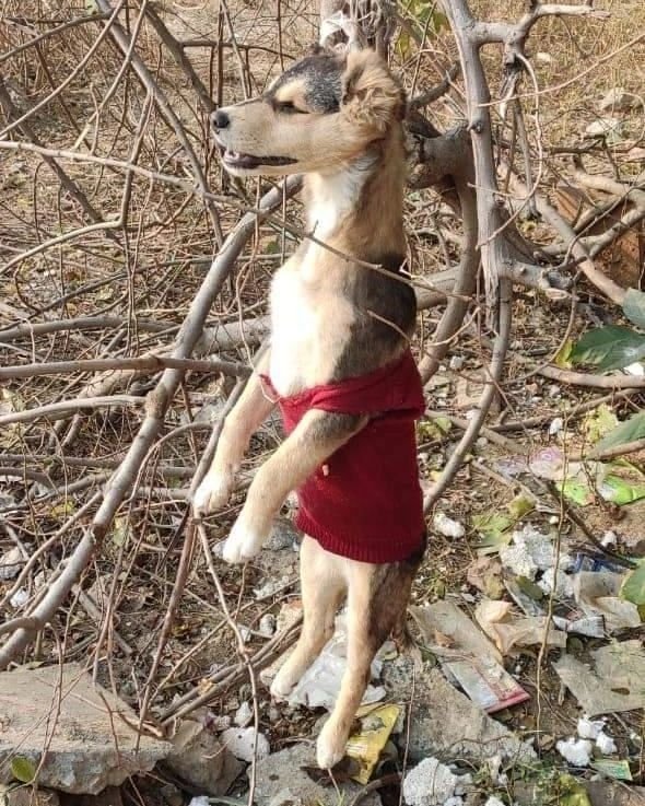 Animal Protection Society on Twitter "*TW* Delhi In a horrific