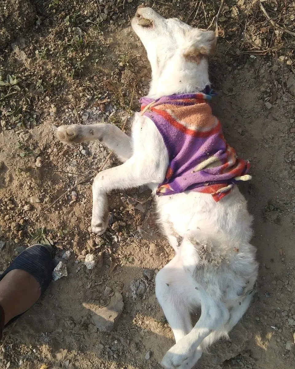 Animal Protection Society on Twitter "*TW* Delhi In a horrific