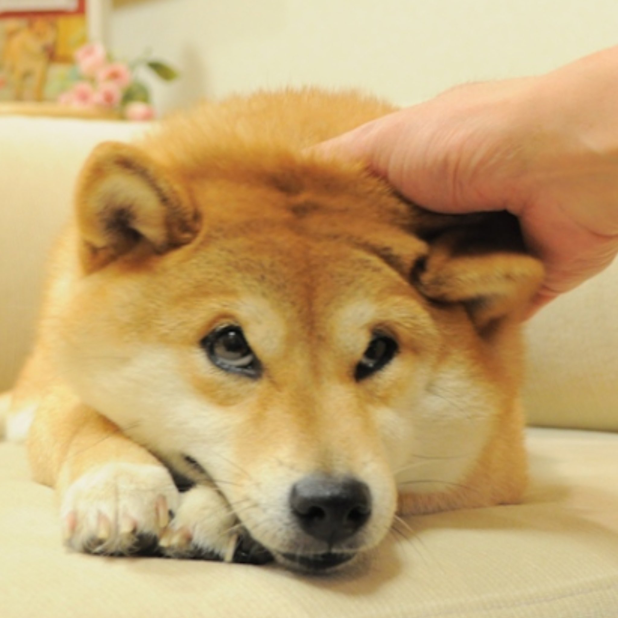 Dexerto on Twitter "Kabosu, the famous Shiba Inu behind the "doge