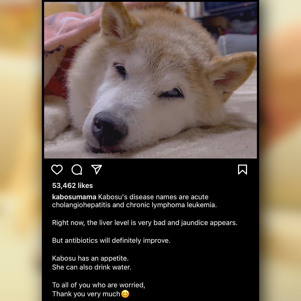 Kabosu, the famous Shiba Inu behind the "doge" memes, is seriously ill with cancer, her owner reported