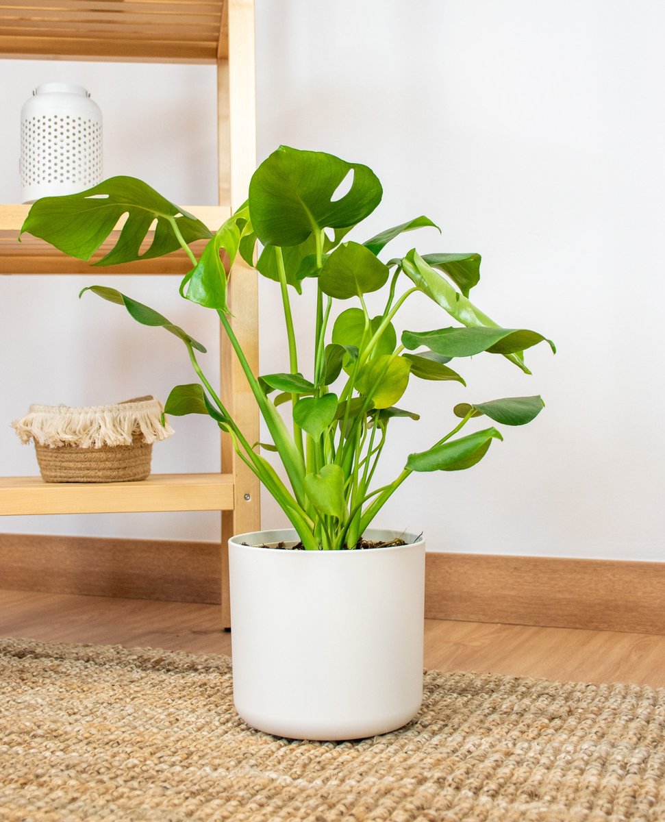 ¿Amante de la decoración con plantas pero……….. poca luz en tu casa? 🌷

¡Te traemos la solución! Porque aunque parezca mentira, hay muchas plantas de interior que necesitan poca luz y son perfectas para decorar nuestro hogar 😊

somosplanetahuerto.com/3FvqPpE