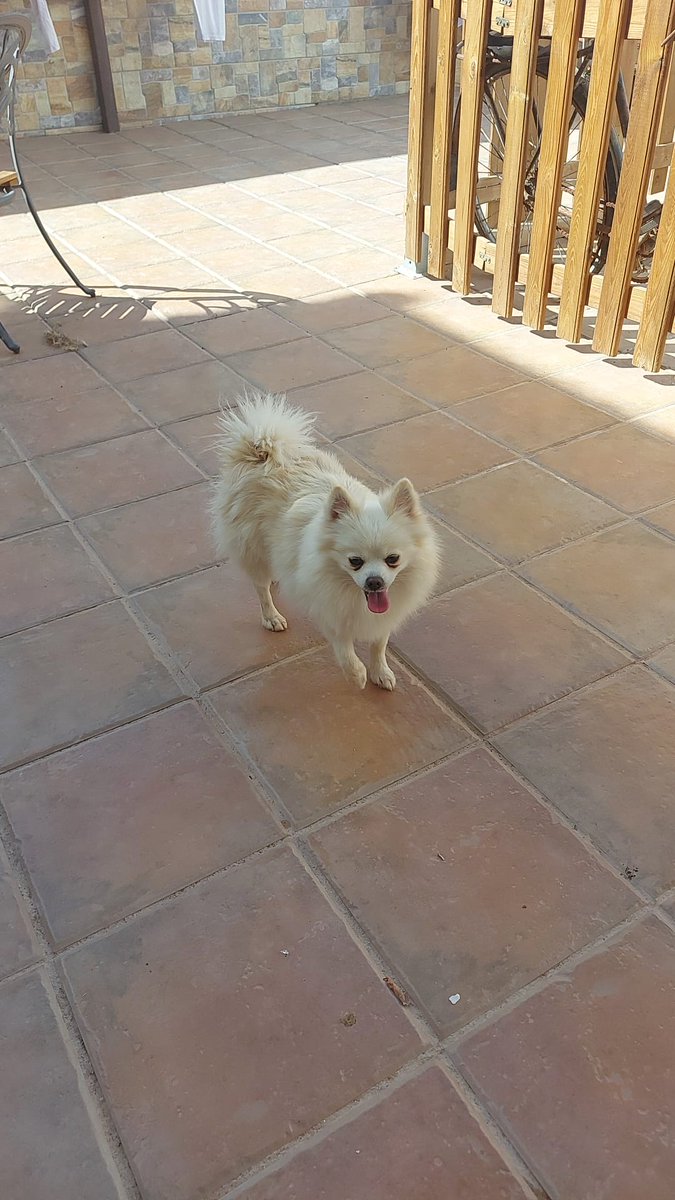 Noelia_892's tweet photo. Mi perra de acogida se ha perdido.
Tiene chip , está castrada y denunciada a la guardia civil que está desaparecida , por favor si alguien la ve que se ponga en contacto conmigo .
Gracias. https://t.co/f7vILOFiTd