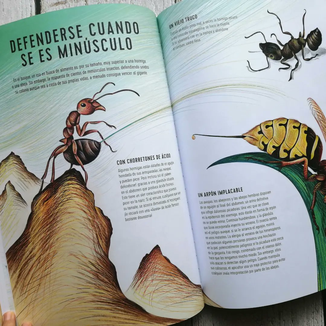 Fascinación y repulsión a partes iguales por estos insectos.

pajarosenlacabeza.net/producto/reino…