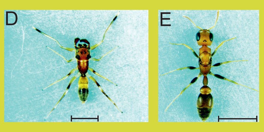 ejtaxonomy's tweet photo. [#arachnology] Two new ant-mimicking spiders (Araneae: Salticidae) from Costa Rica

✒️ Stano Pekár
🔗 DOI: https://t.co/pDQkWTa78K
#Araneae #Salticidae #arachnologist #antspider #spiders #antmimickingspider #antmimicking #spiderant #Arachnids #arachnida https://t.co/i7Tomzvprv