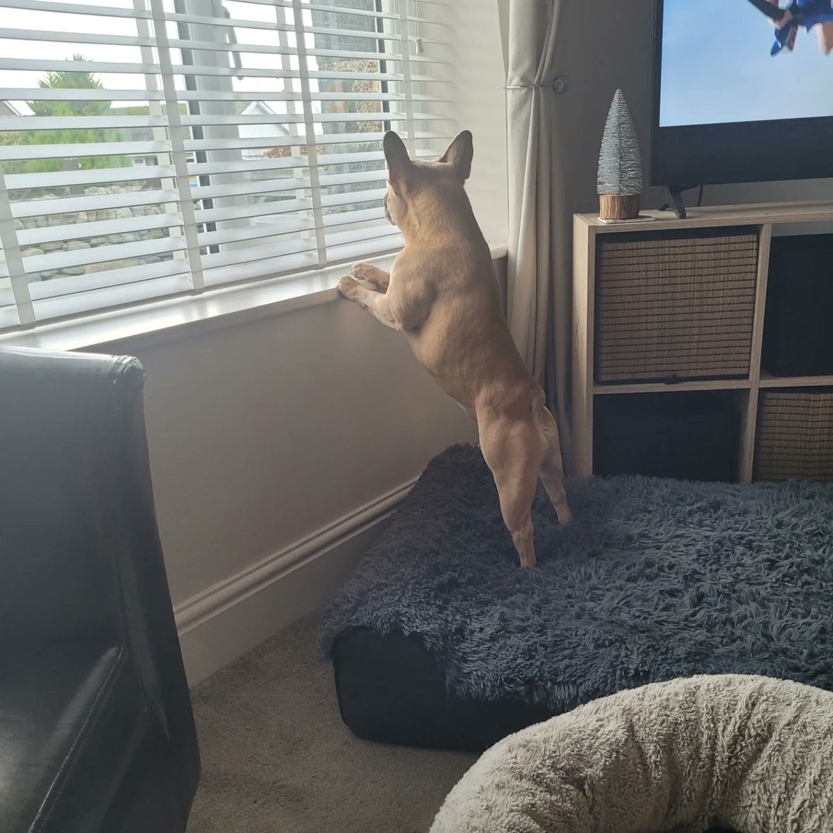 Windy walk, maybe a little nap whilst Mabel stands guard against killer sheep...