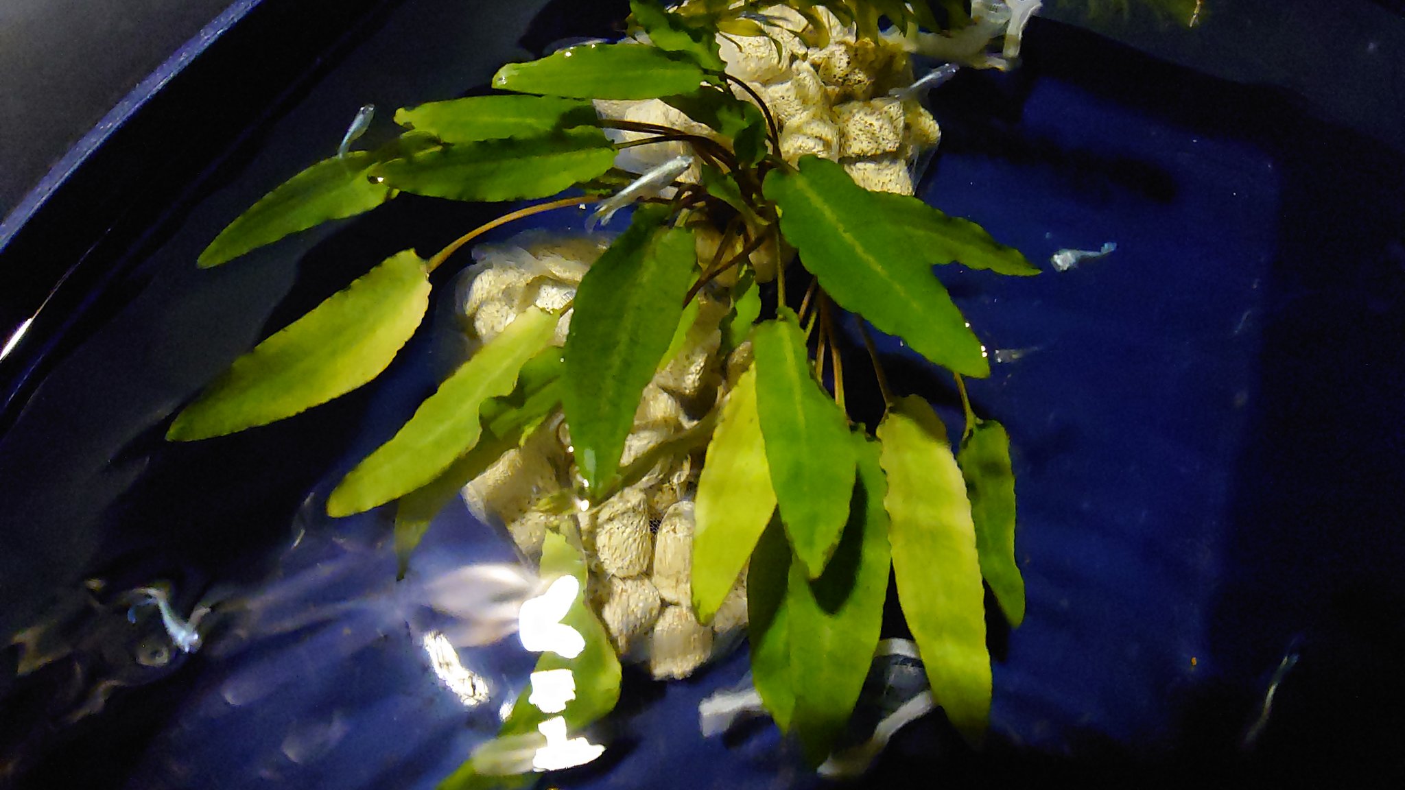 特価クリプトコリネ ストリオラータ ムアラワハウ TB便