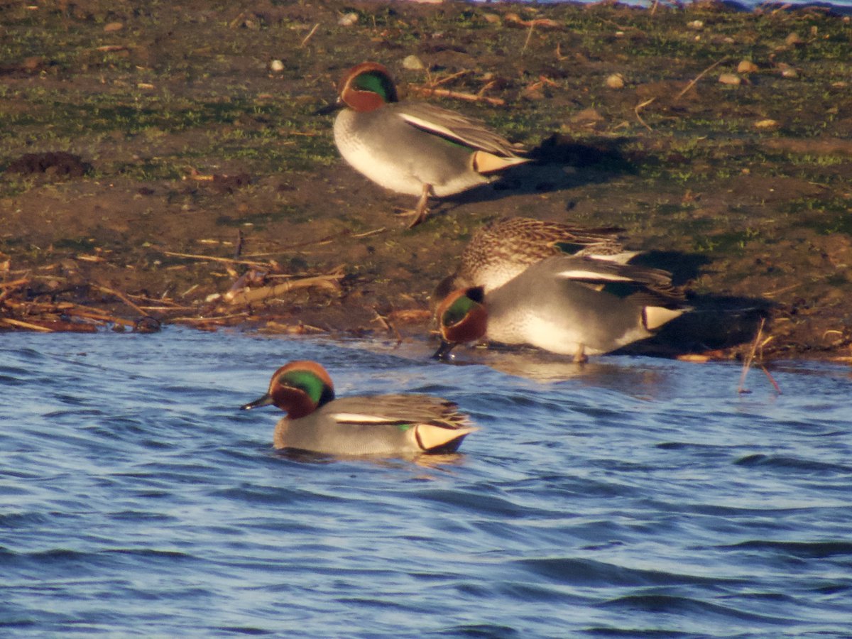 lidunka's tweet photo. So good to be back ⁦@RSPBMinsmere⁩ after ages away. Here are teal, turnstone, goldeneye and whooper swan. #lovebirds #loveminsmere https://t.co/6PpAtdd7xx