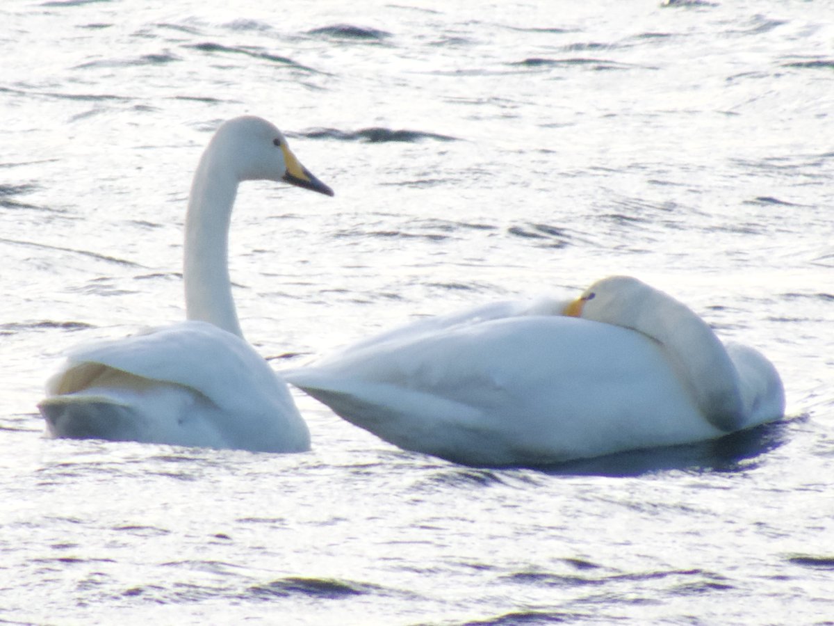 lidunka's tweet photo. So good to be back ⁦@RSPBMinsmere⁩ after ages away. Here are teal, turnstone, goldeneye and whooper swan. #lovebirds #loveminsmere https://t.co/6PpAtdd7xx
