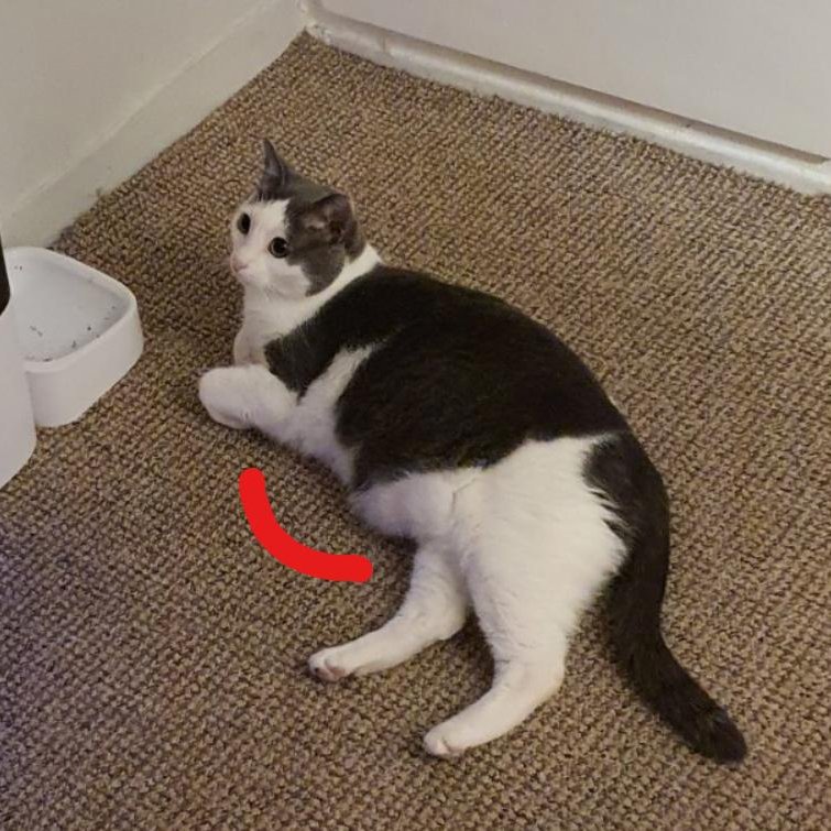 Μιλούσαμε γι΄αυτόν (τον Μίλο) με τον μπαμπά του:
Κ μου λέει:

-Δες τι πήρα στον χοντρό σήμερα (του πήρε ηλεκτ.ταϊστρα)
- Αφού λες δεν ειναι χοντρός,έχει απλά αρχέγονο σάκο.
-΄Εχει χοντρό αρχέγονο σάκο.

🖤🤍Δε μπορώ!😂
Το πατσοκοίλι της αγάπης.
#Mίλος