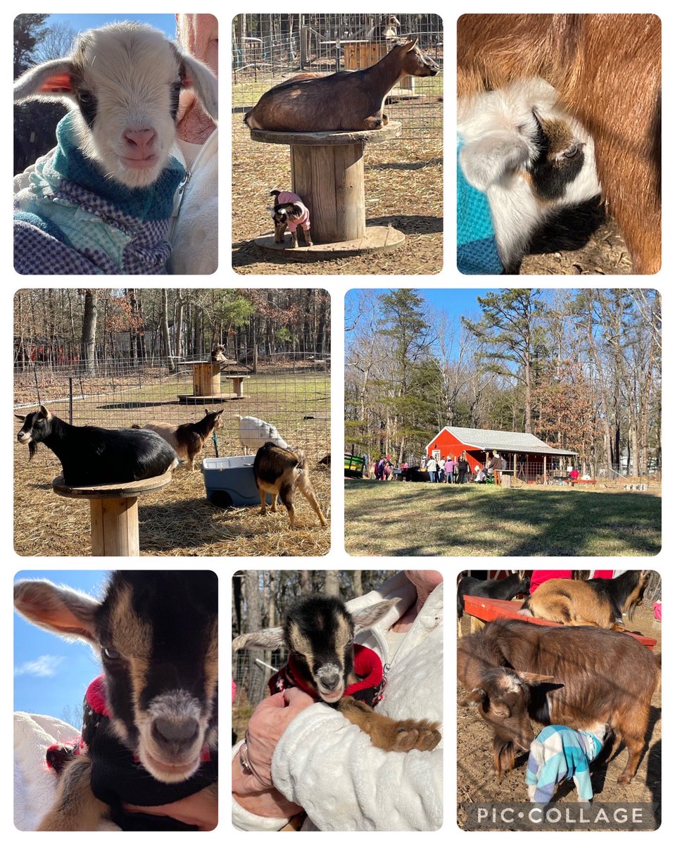tortiegertie's tweet photo. Baby #goat #snuggles on a beautiful #winter day at #TheGrazingGoat #TabernacleNJ https://t.co/42t7jowoWJ