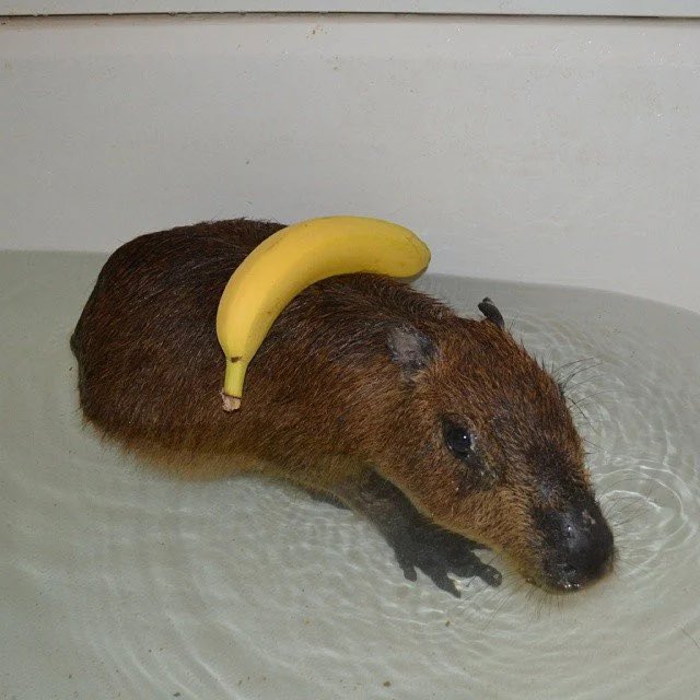 Bananabara