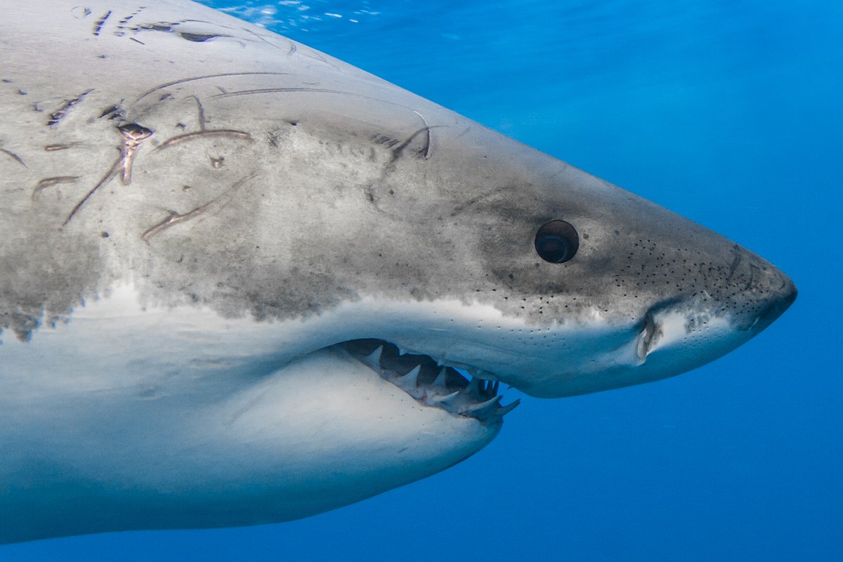 Throwback to 2010 of Guadalupe white shark "The Russian," as he makes a close pass in front of the camera.

One of my favorite aspects of up close encounters like this one is being able to see the shark's iris and watching the eye rotate to maintain eye contact as it passes by.