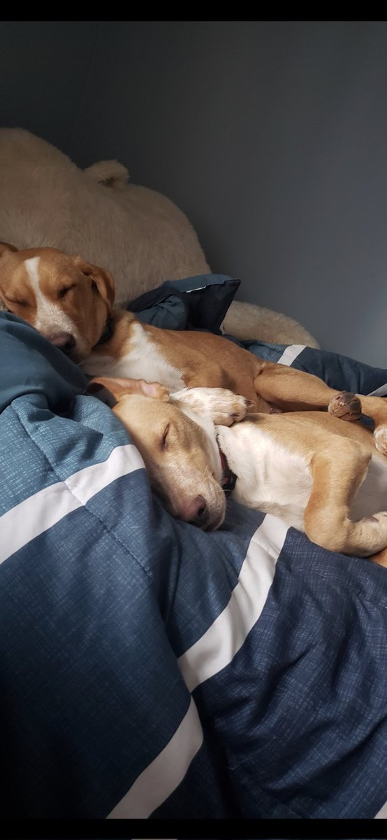 123_Bai's tweet photo. @cbnl84 Siblings from a Texas Rescue :) https://t.co/ib8U1bCEk5