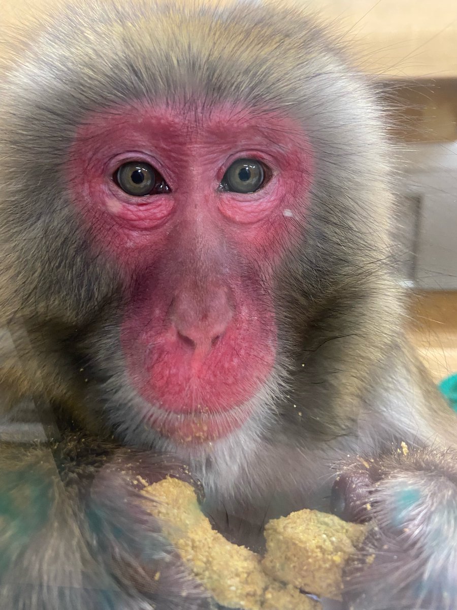 Blank Park Zoo tweet media