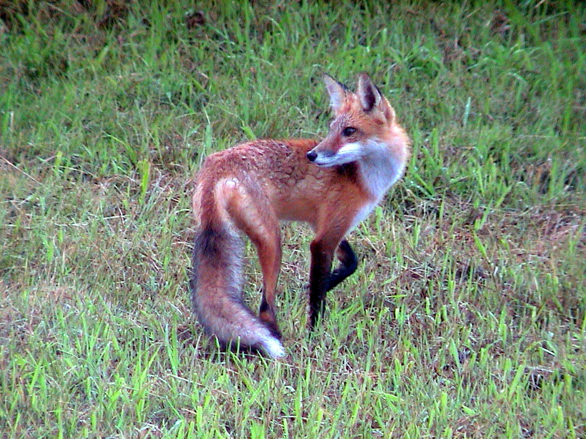 HourlyFoxes presents: