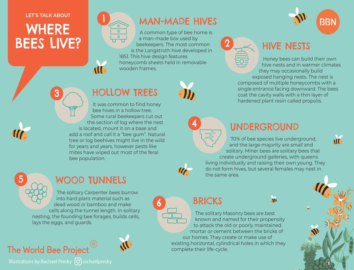 worldbeeproject's tweet photo. Where do bees live? Hive nests are the most popular, but did you know that bricks and wood tunnels are included in their list? Get to know more our awesome pollinators. 🐝

#savethebees #beefacts #worldbeeproject #pollinators #bees https://t.co/93Cl9hPhZr