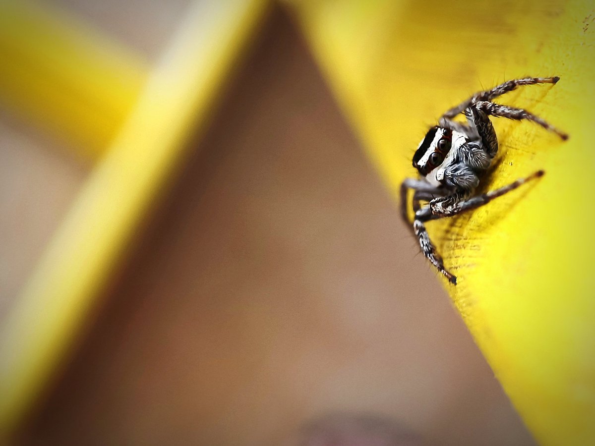 Max984's tweet photo. @AP_Magazine A close up of a jumping spider https://t.co/QD6fmRmeJq