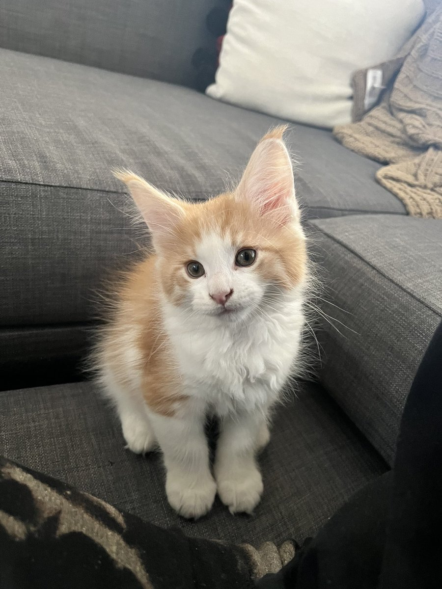 DrawnEm's tweet image. So I got a kitten.. Meet Felix the Maine Coon!