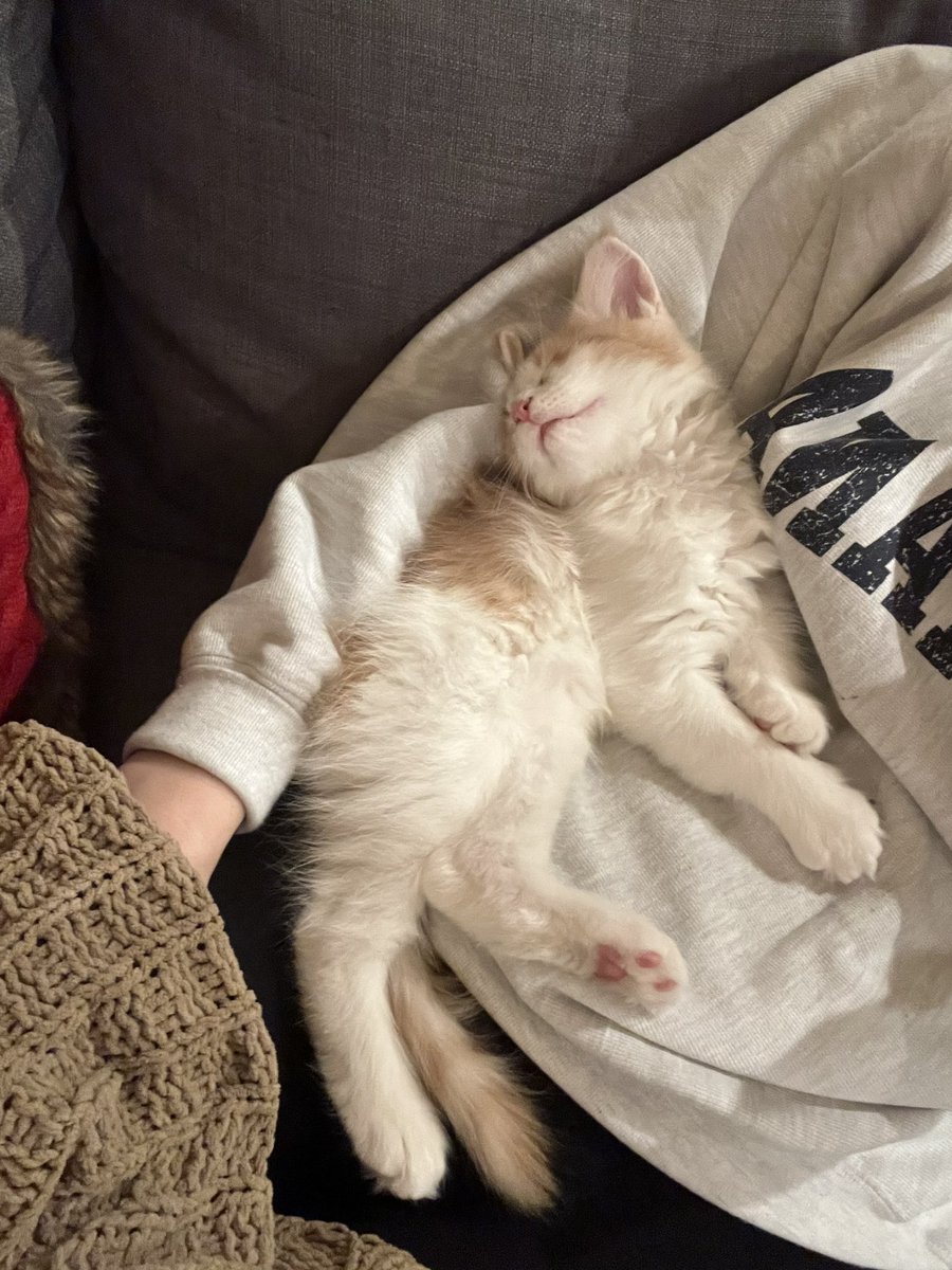 DrawnEm's tweet image. So I got a kitten.. Meet Felix the Maine Coon!