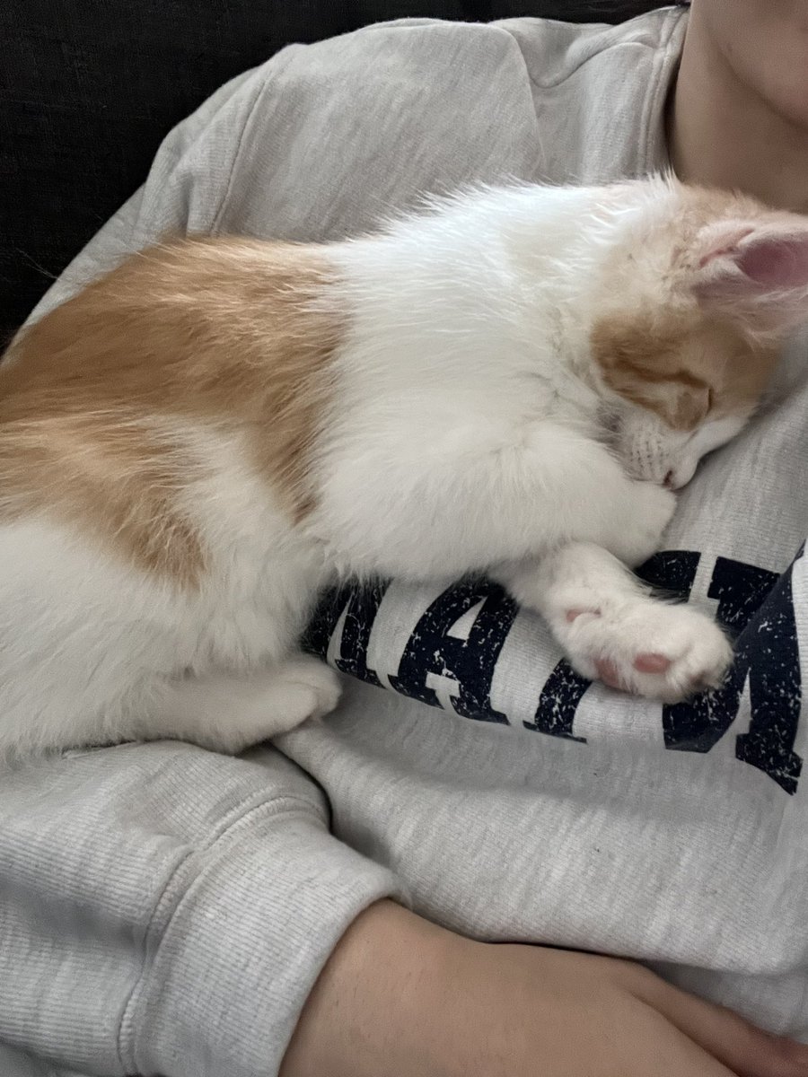 DrawnEm's tweet image. So I got a kitten.. Meet Felix the Maine Coon!