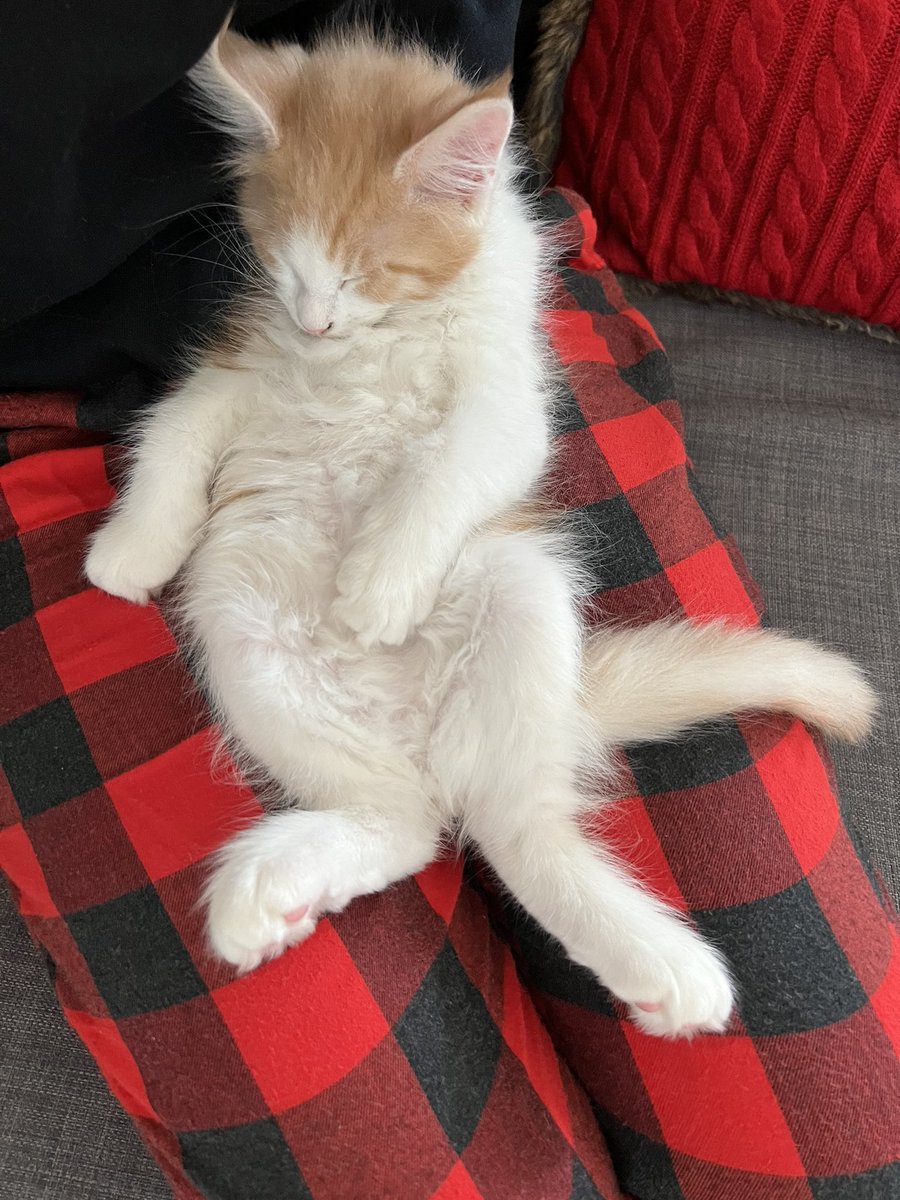 DrawnEm's tweet image. So I got a kitten.. Meet Felix the Maine Coon!