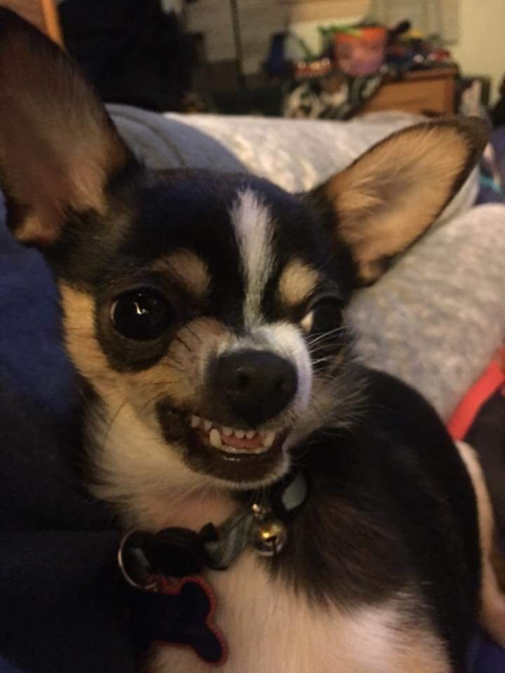 kimmyvan74's tweet photo. @MarkHamill This is my dog Jedi he says he does it better bc he uses the force lol https://t.co/AN3NcqVSb6