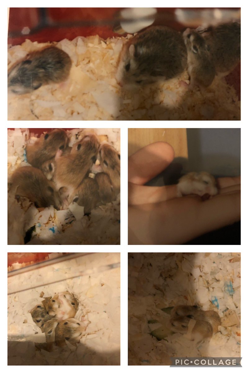 SophieGooner's tweet image. #cuteness Got this cool List book for Xmas #lovealist and the first one sent me digging for old photos 🐹 #myhammies #surprisebabies #thelittleruntehomadeit 🥺