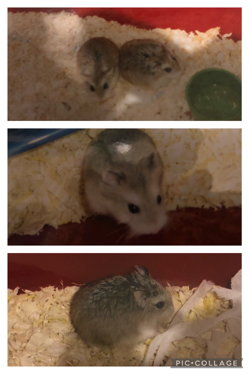 SophieGooner's tweet image. #cuteness Got this cool List book for Xmas #lovealist and the first one sent me digging for old photos 🐹 #myhammies #surprisebabies #thelittleruntehomadeit 🥺