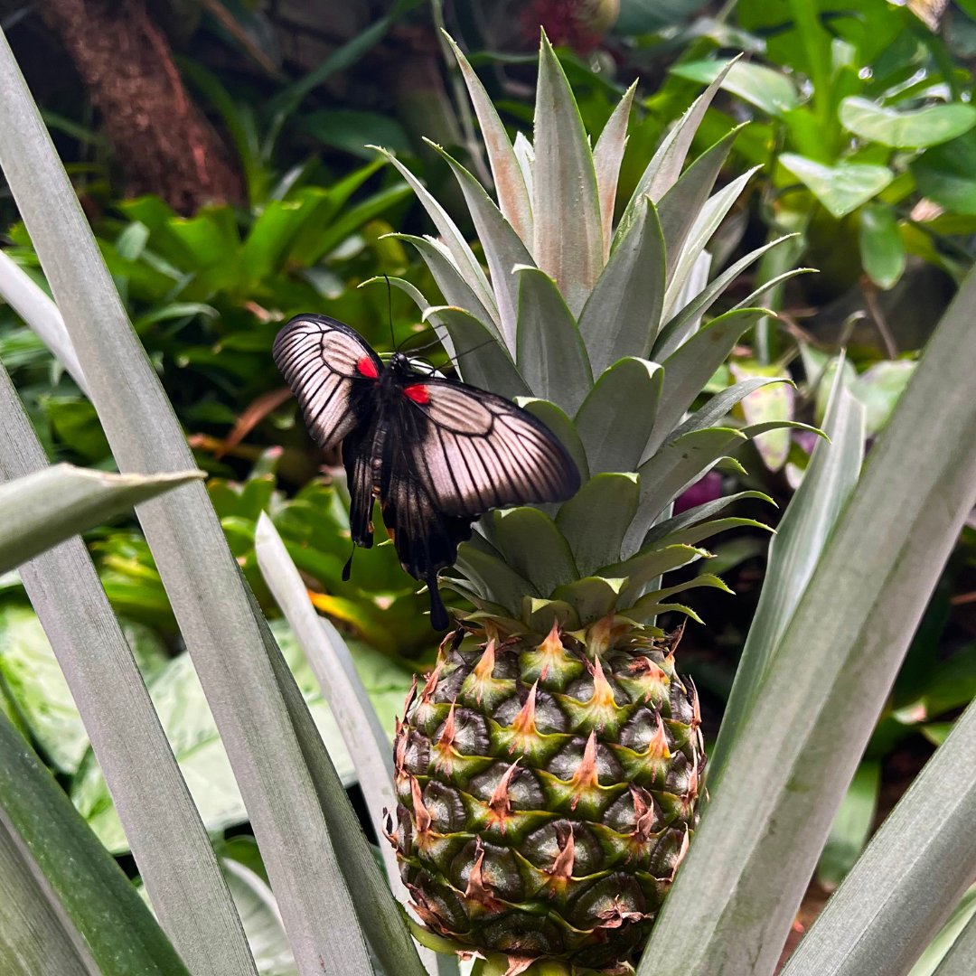 Butterfly Gardens tweet media