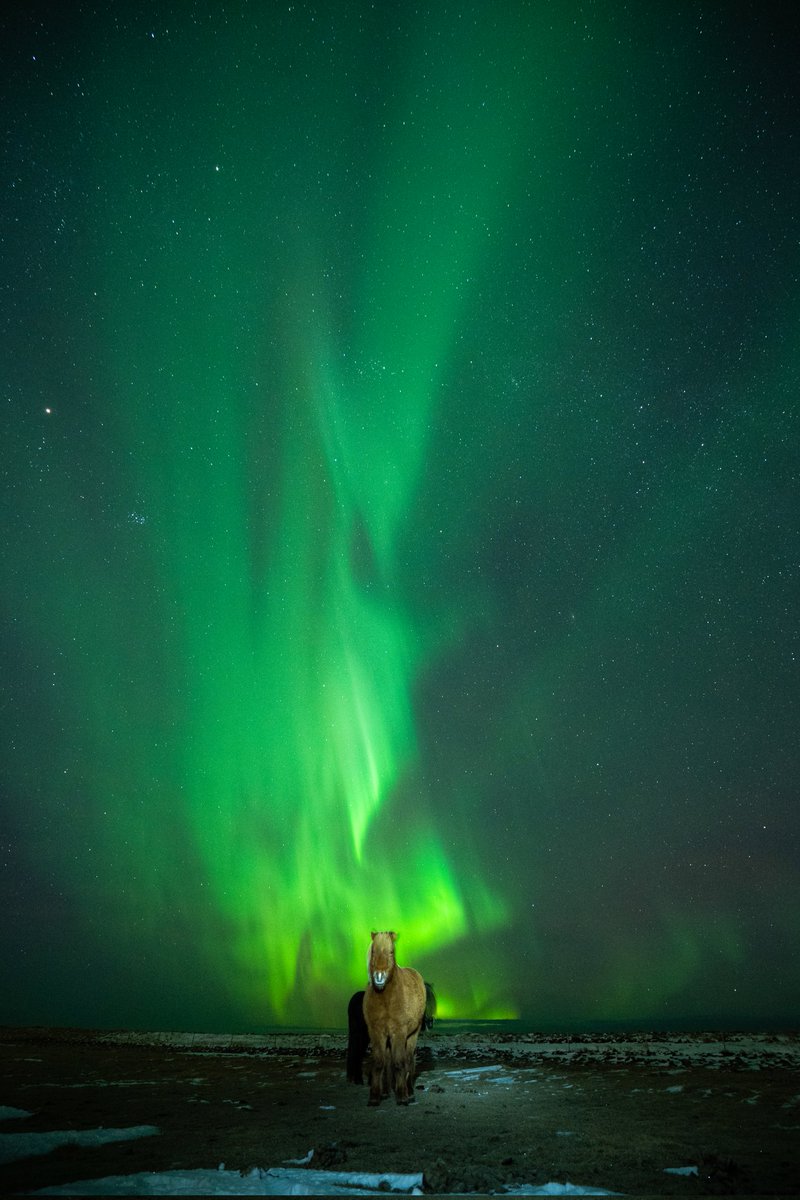 I'm so happy the horse stood still for the 8sec exposure 
#northernlights #Aurora