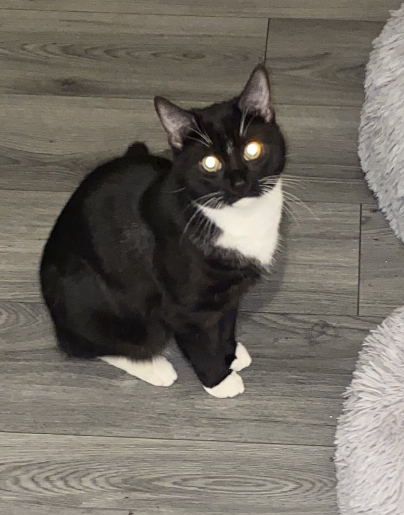 Been spotted up by Pinehurst road ways yelverton and stuff PLEASE RETWEET AND IF YOU FIND HIM KEEP HIM SAFE AND CONTACT ME PLEASE 💗💗