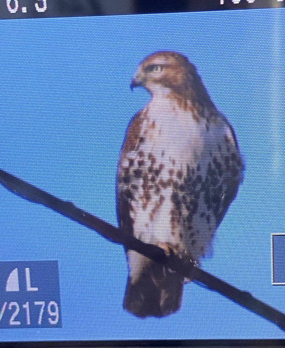 Shnookie04's tweet photo. I took photos of this Red Tailed Hawk Today. Apparently I ruffled his Feathers ๐ชถ Checking him out and he went to Hunt elsewhere. Heโll be back. ๐
#BirdsOfTwitter #BirdsofNewEngland
#BackyardBirds https://t.co/eJwMRzGW1v