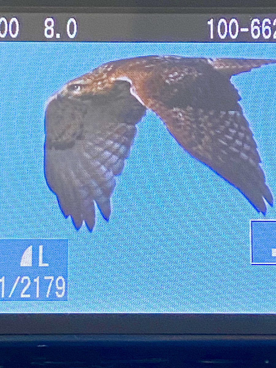 Shnookie04's tweet photo. I took photos of this Red Tailed Hawk Today. Apparently I ruffled his Feathers ๐ชถ Checking him out and he went to Hunt elsewhere. Heโll be back. ๐
#BirdsOfTwitter #BirdsofNewEngland
#BackyardBirds https://t.co/eJwMRzGW1v