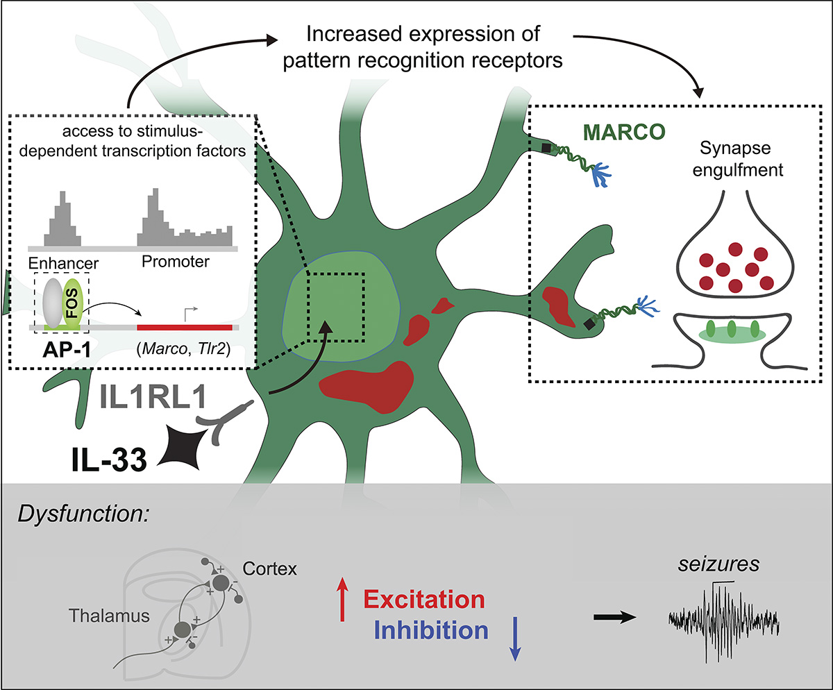 .<a href="/RafaelTaeho/">Rafael Han</a>, <a href="/IliaVainchtein/">Ilia Vainchtein</a>, <a href="/AnnaMolofskyLab/">Anna Molofsky</a> et al. <a href="/UCSF/">UC San Francisco</a> define coordinated epigenetic and functional changes in #microglia and uncover pattern recognition receptors as potential regulators of postnatal synaptic refinement. bit.ly/3W2k1qm
#Neuroscience
