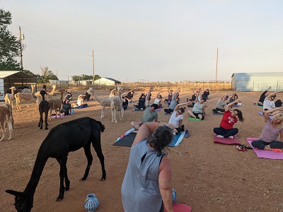 WindrushAlpacas's tweet photo. As the end of the year draws near, we enjoy remembering fun days &amp; nights of 2022 at Windrush Alpacas. Walk and Talk Tours and Full Moon Alpaca Yoga nights are our favorites! Thank you for supporting our farm! We so enjoy having you visit when we are open! #windrushalpacas https://t.co/3e2I4p8lVG