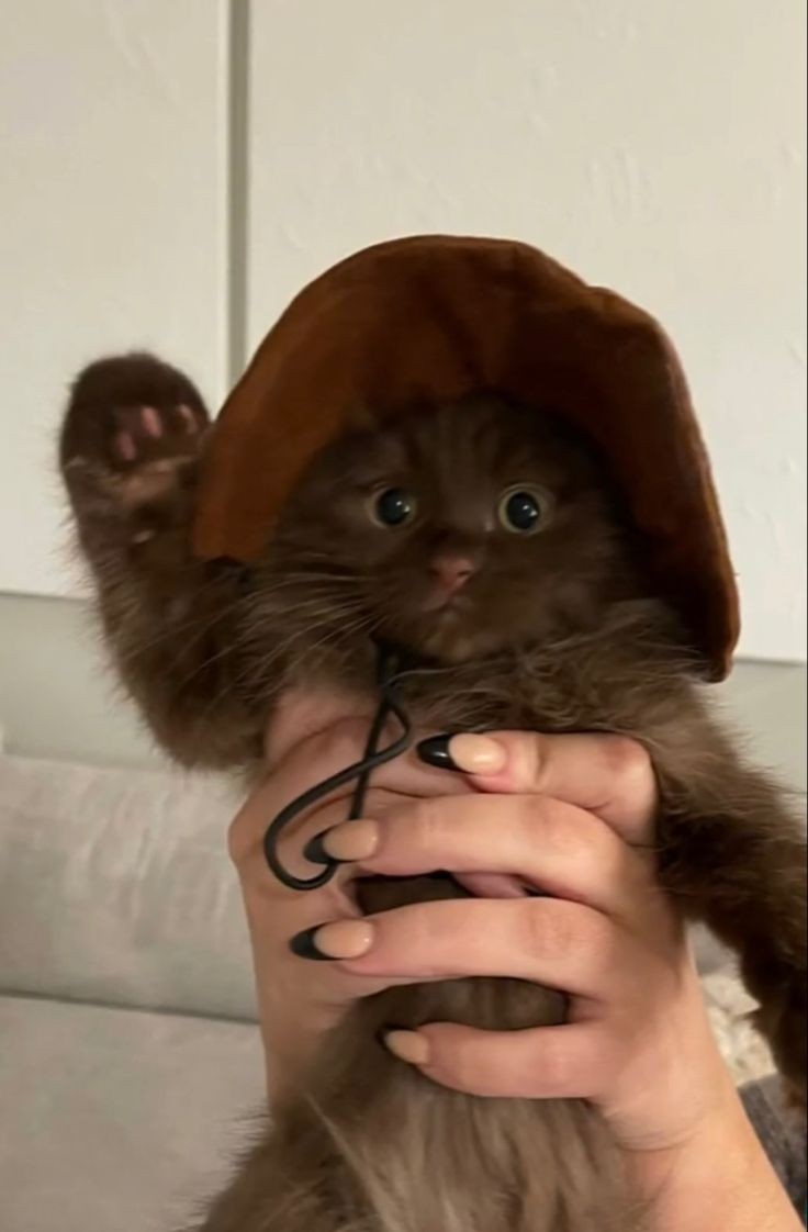 TodoDiaGatinhos's tweet photo. Oi https://t.co/dYG2QiUOOf