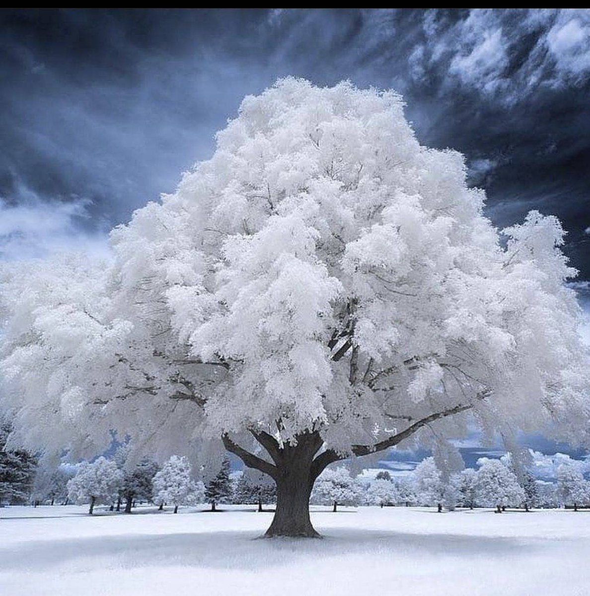 Infrared shot of Tree. Salt Lake City, Utah by Samuel Lethier