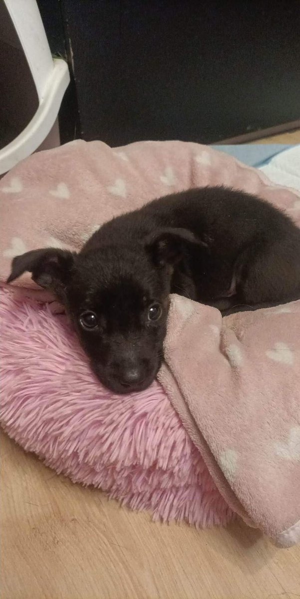 Bydgoszcz! Nietrafiony prezent! Zaczęło się! Niecałe 2 kg tego cudeńka do adopcji, piesek będzie mały, jest drobniutki, załatwia się na matę, bardzo mądry i delikatny  umowa adopcyjna. W odpowiednim czasie konieczna kastracja. Udostępnij tel  608 487 711.
Z fb.