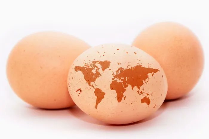 Rabobank: 4 #poultry industry predictions for 2023 bit.ly/3joPrsO