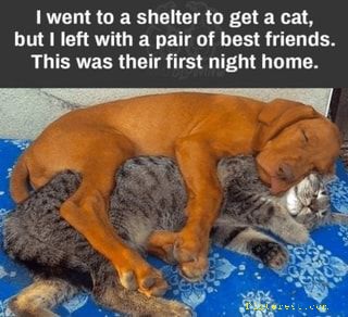 🌻Samson Cat🐱 (@meowmiya88) on Twitter photo 