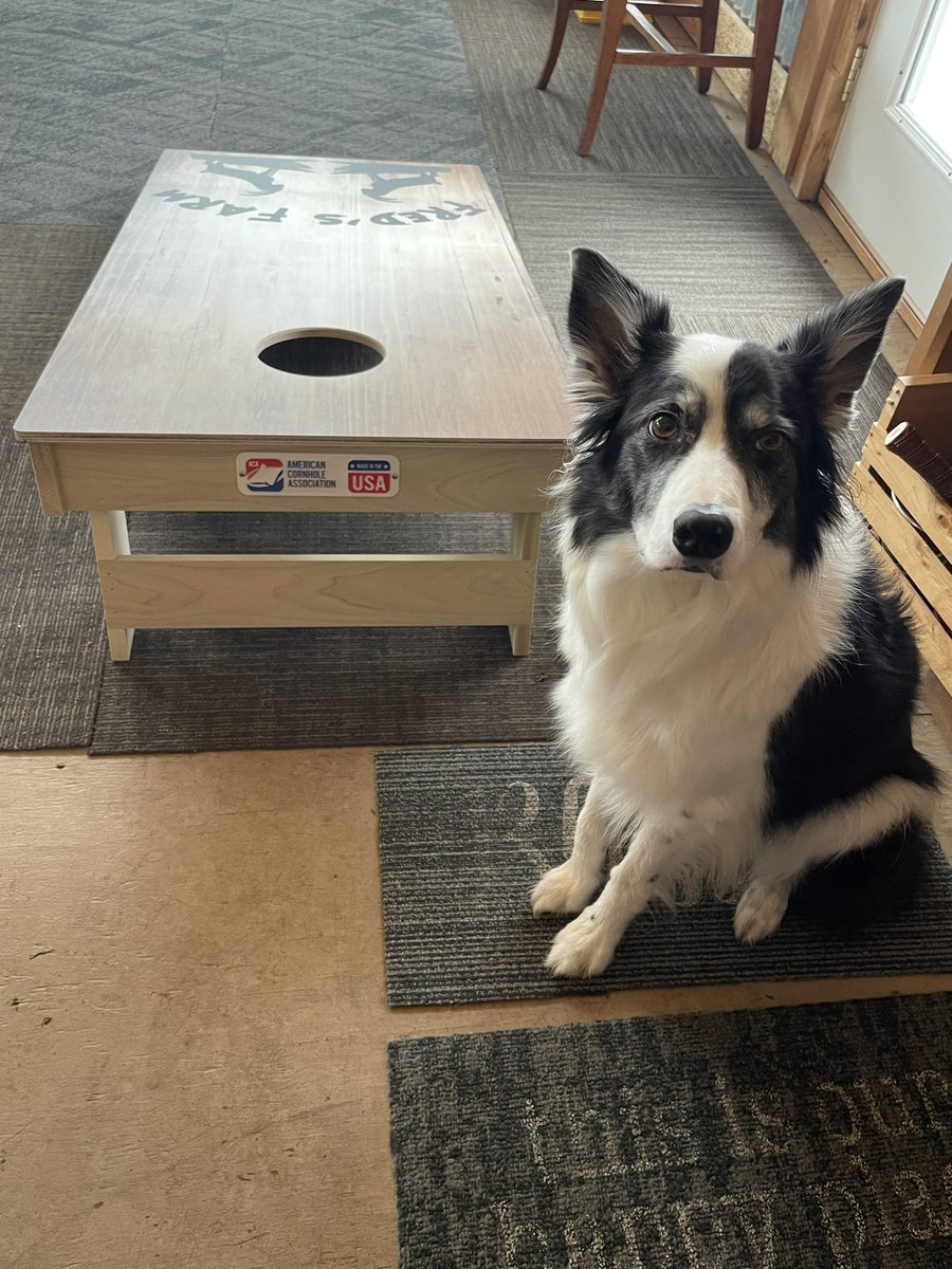 CSBCJP's tweet photo. My grandpaw received a reward for his bean bag throwing excellence. He was able to theme his new #cornhole boards after his goats (my favorite!) If you want to see more dwarf goats, follow them on instagram at https://t.co/0pNjNAwJwR https://t.co/0aDmIKI6H4